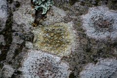 Lecanora varia