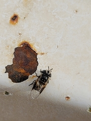 Copestylum fornax