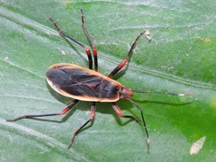 Iphita limbata