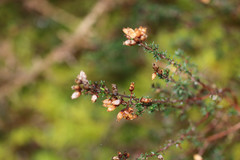 Erica cinerea
