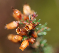 Erica cinerea