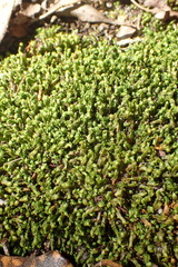 Fissidens ovatus