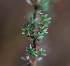 Erica cinerea