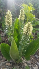 Veronica ritteriana