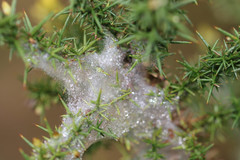 Tetranychus lintearius