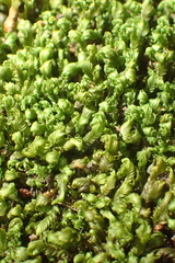 Fissidens ovatus