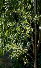 Salix irrorata
