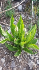 Veronica ritteriana