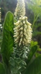 Veronica ritteriana