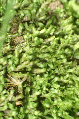 Fissidens ovatus