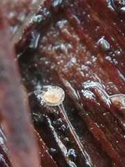 Hypochthoniidae