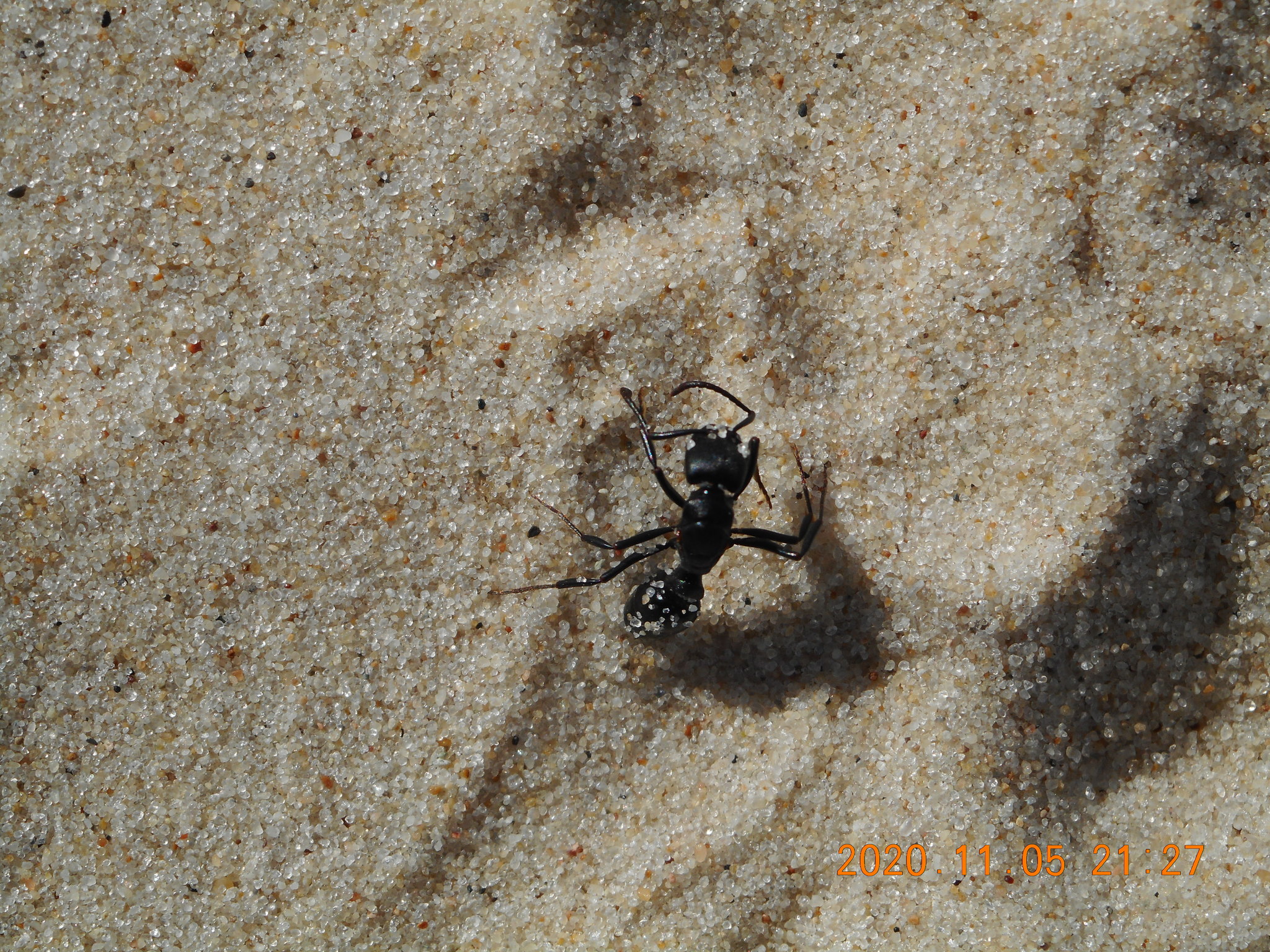Pachycondyla striata