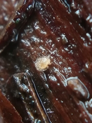 Hypochthoniidae