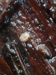 Hypochthoniidae