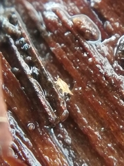 Hypochthoniidae