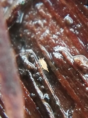 Hypochthoniidae