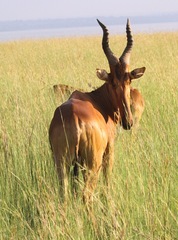 Alcelaphus buselaphus lelwel