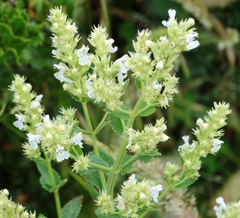 Nepeta nuda
