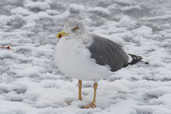 Larus fuscus