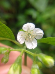 Klaprothia mentzelioides