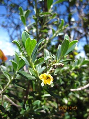 Columellia oblonga