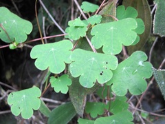 Tropaeolum tuberosum