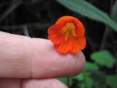 Tropaeolum tuberosum