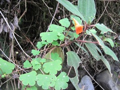 Tropaeolum tuberosum