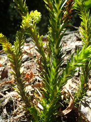 Phlegmariurus gnidioides