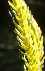 Phlegmariurus gnidioides