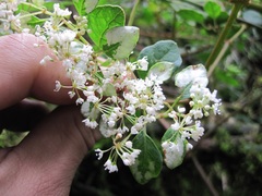 Colignonia