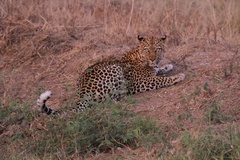 Panthera pardus image