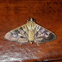 Arthromastix lauralis