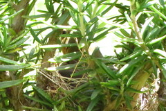 Sporophila nigricollis