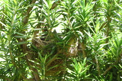 Sporophila nigricollis