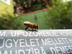 Apis mellifera