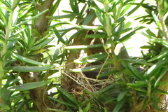 Sporophila nigricollis