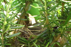 Sporophila nigricollis