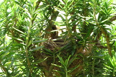 Sporophila nigricollis