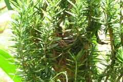 Sporophila nigricollis