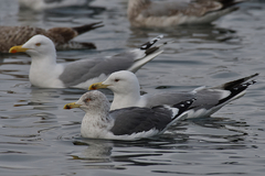 Larus fuscus