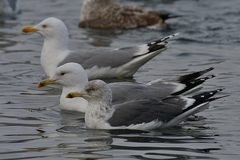 Larus fuscus