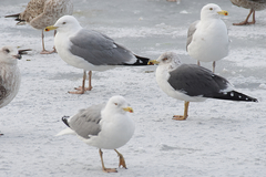 Larus fuscus