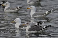 Larus fuscus