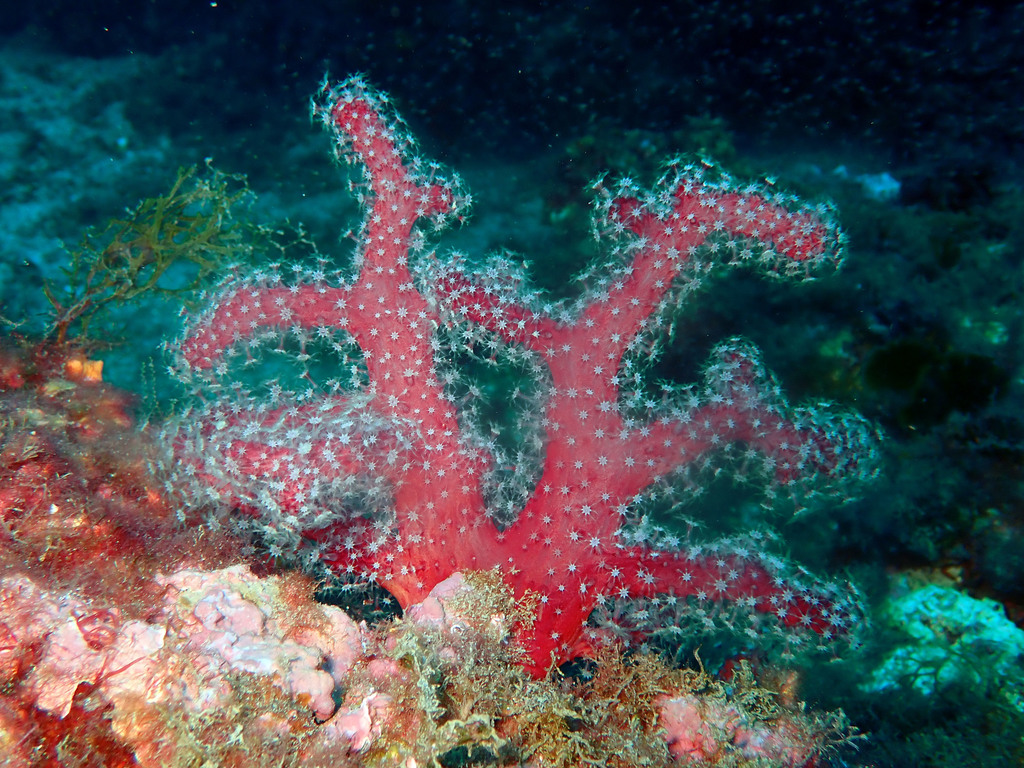 Photo of Red Mediterranean hand (Alcyonium acaule)