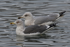 Larus fuscus