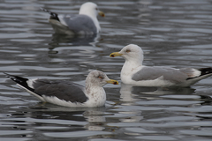 Larus fuscus