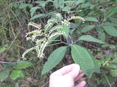 Tournefortia pubescens