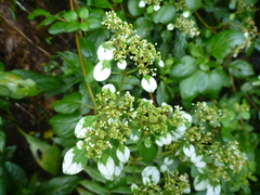 Colignonia