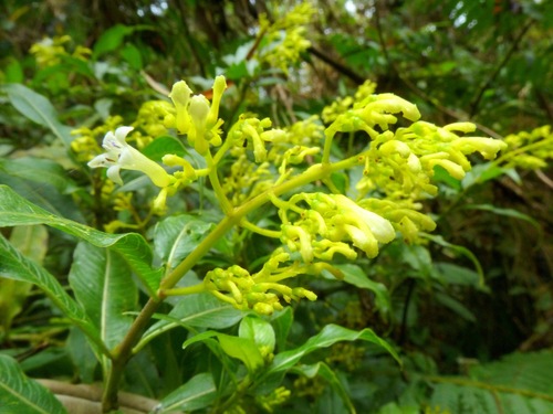 Caprifoliaceae observed 2012-04-18